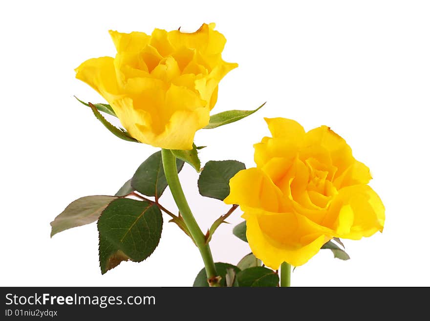 Rose on the white background