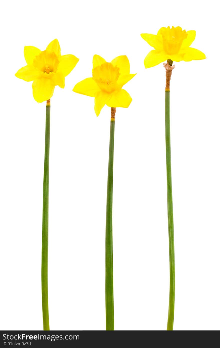 Beautiful yellow narcissus on a white background