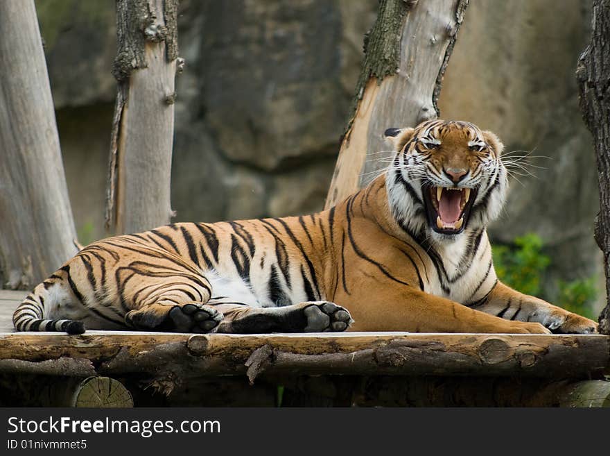 Roaring tiger lies on the wooden bridge