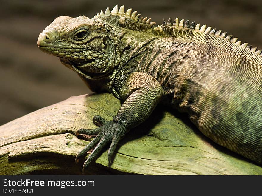 Common iguana waiting attentively for its pray. Common iguana waiting attentively for its pray