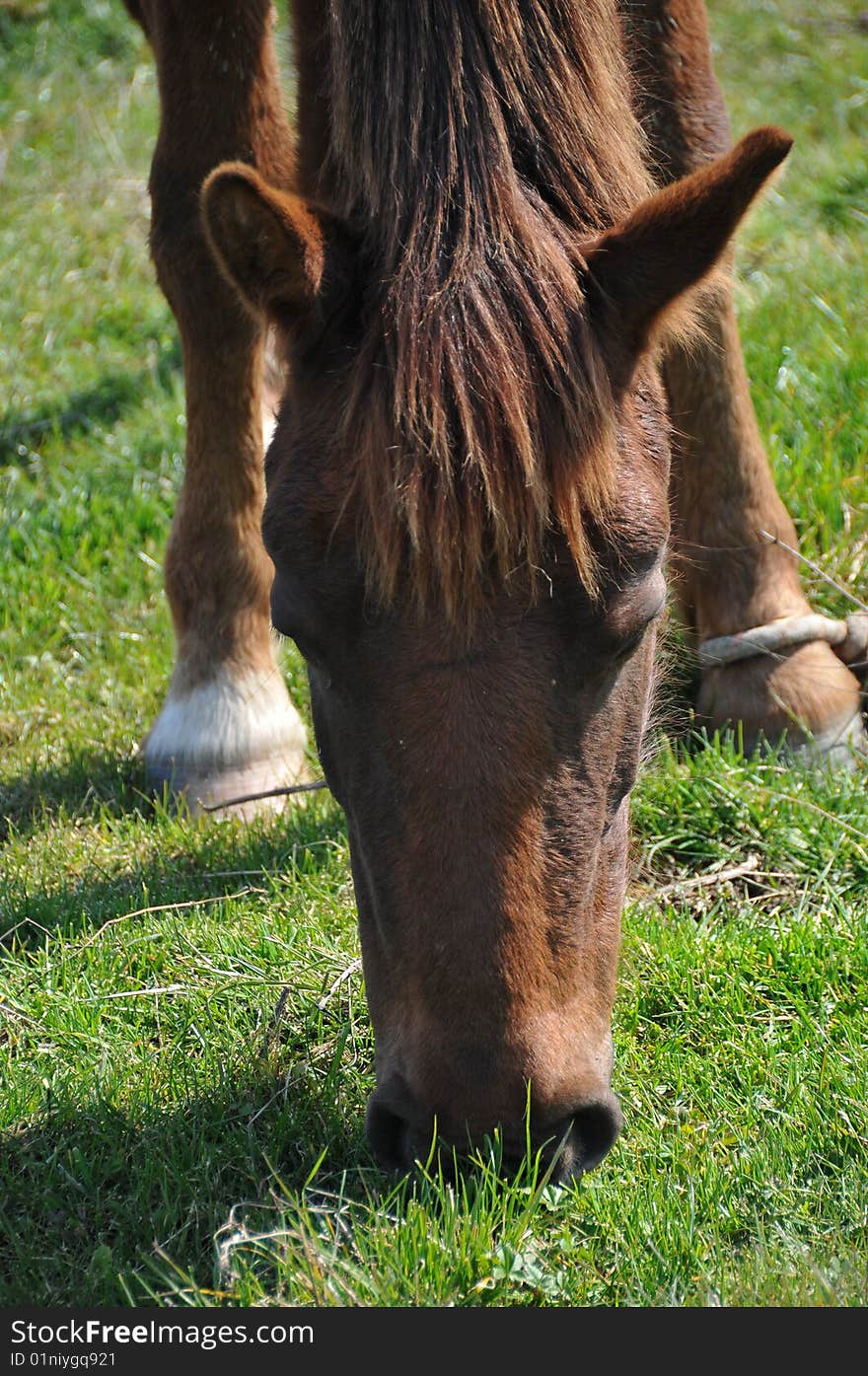 The horse on a pasture eats a green grass