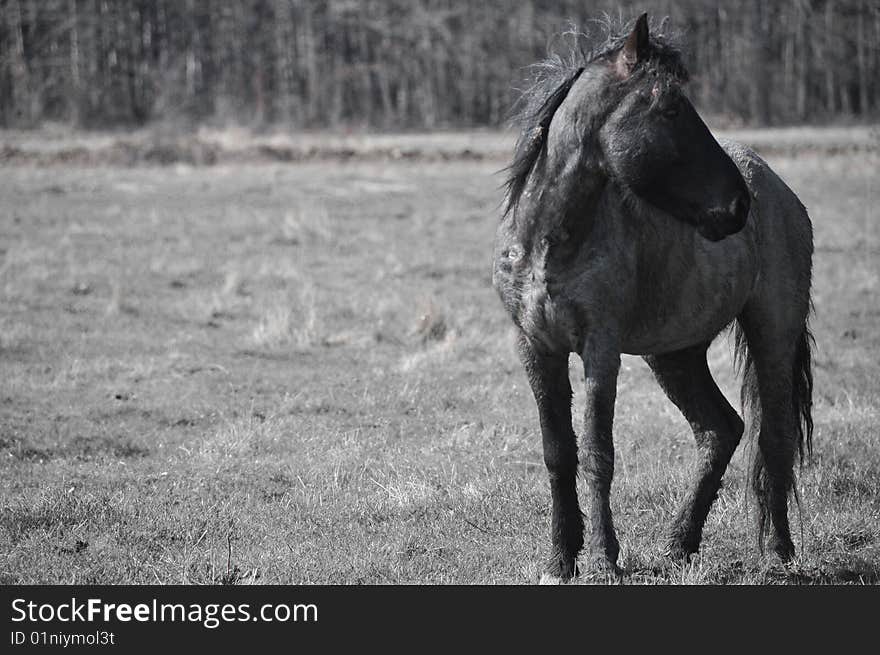 The black horse on a pasture