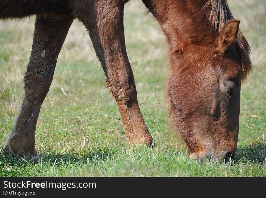 The horse on a pasture eats a green grass