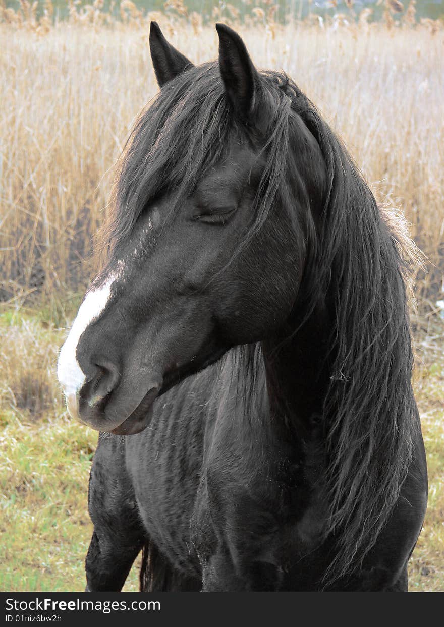 Portrait of one beautiful horse with closed eyes. Portrait of one beautiful horse with closed eyes