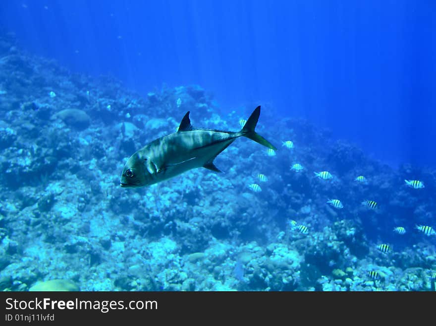 Parrot fish