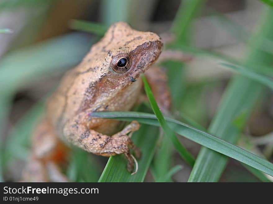 Mountain Chorus Frog peering through grass blades