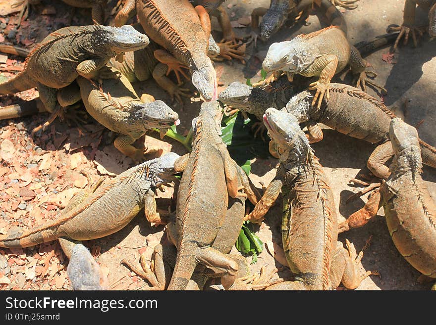 Group of lizards eating lettuce