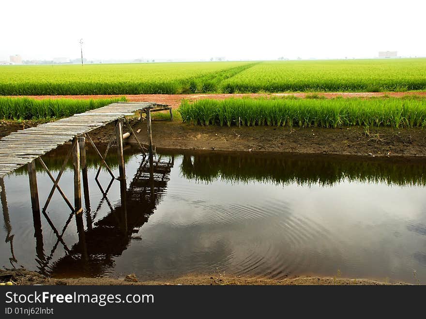 Paddy Field Morning Series