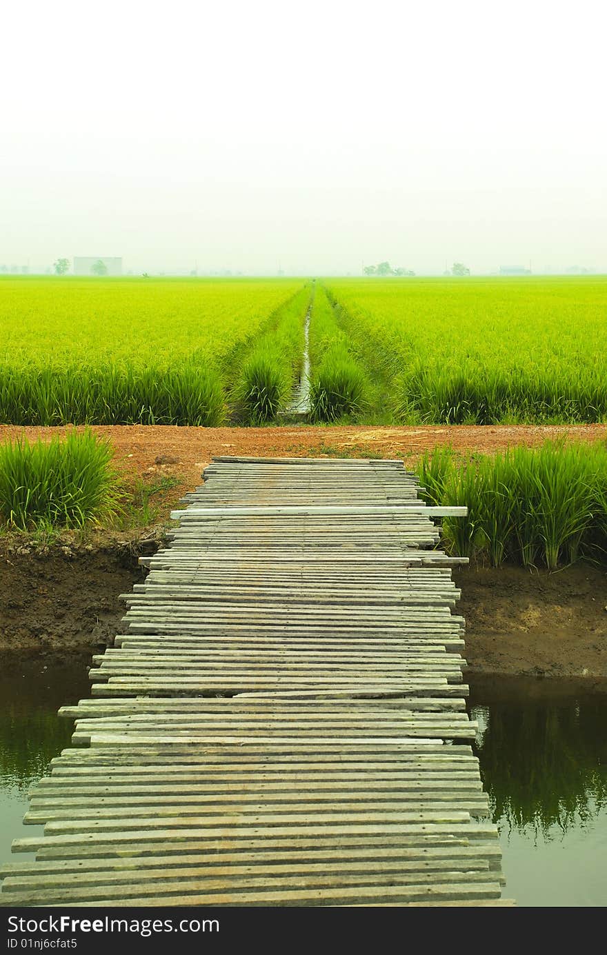 Asia Paddy Field Morning Series