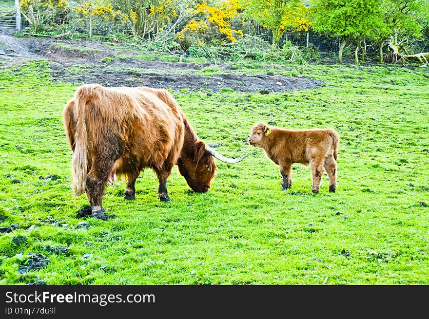 Highland Cows