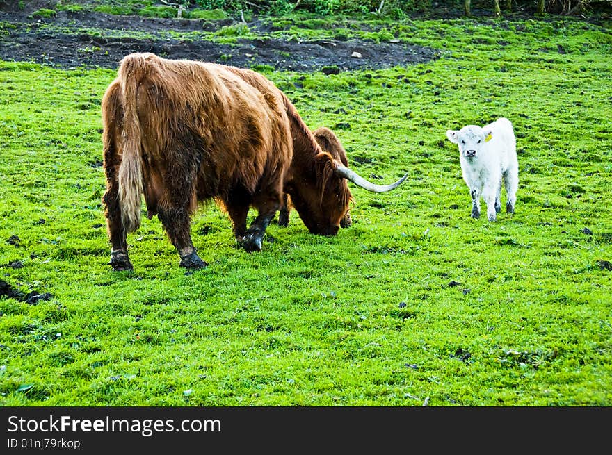 Highland Cows