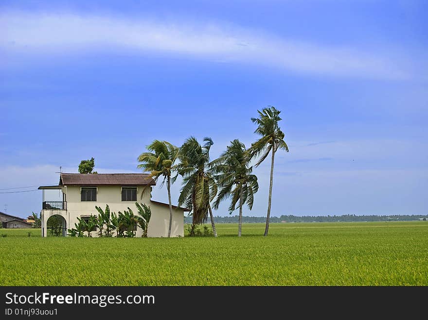 Isolated Paddy Field House