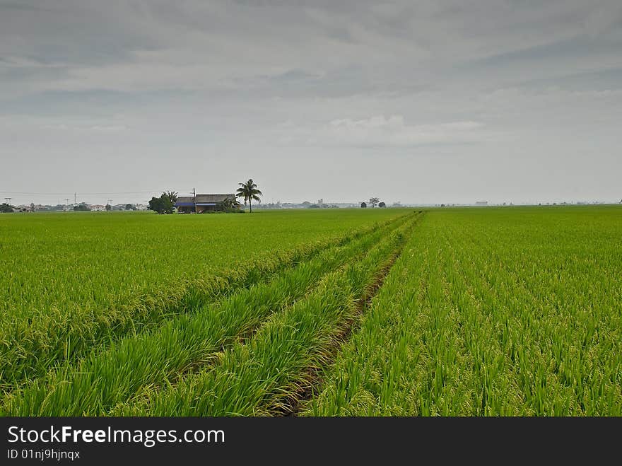 Asia Paddy Field Series 4