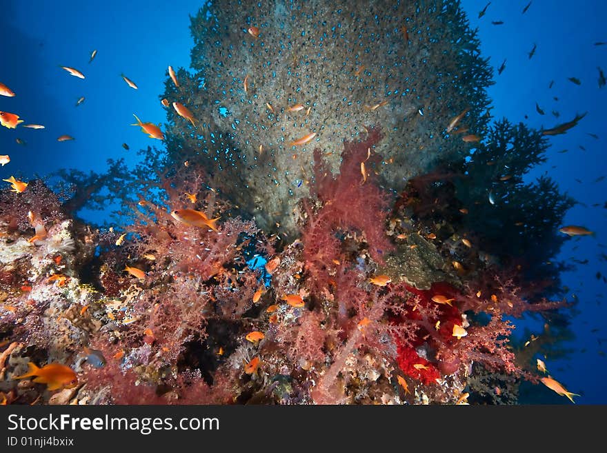 Coral and fish taken in the red sea.