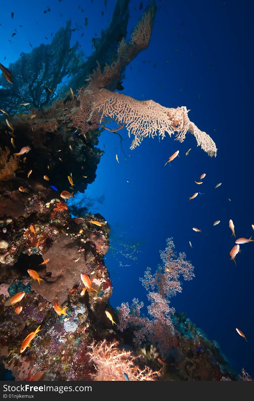 Coral and fish taken in the red sea.