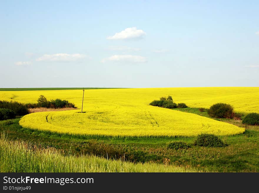 Wheat Field