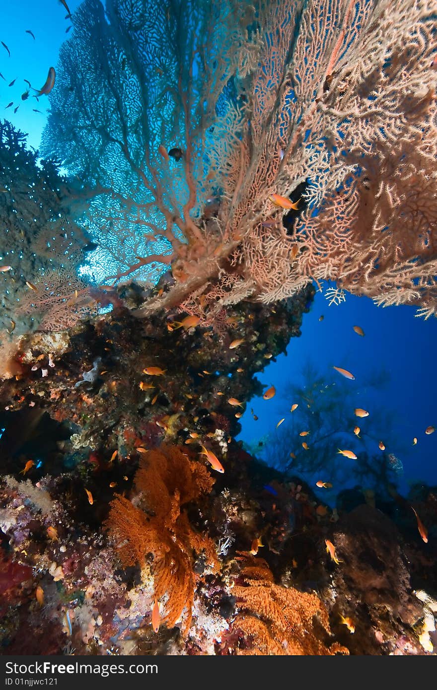 Coral and fish taken in the red sea.