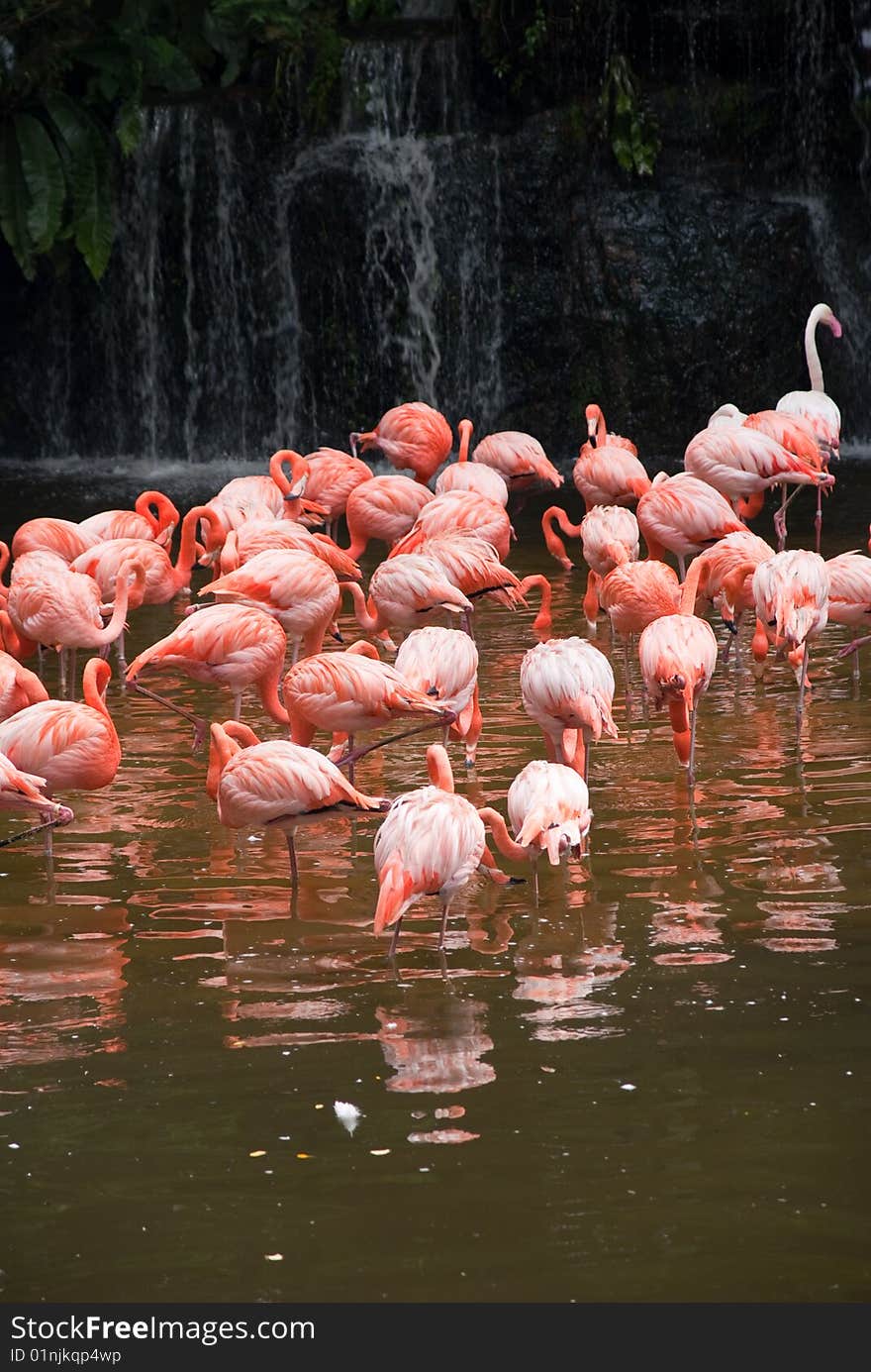 Group of red south african flamingo in wild pool. Group of red south african flamingo in wild pool