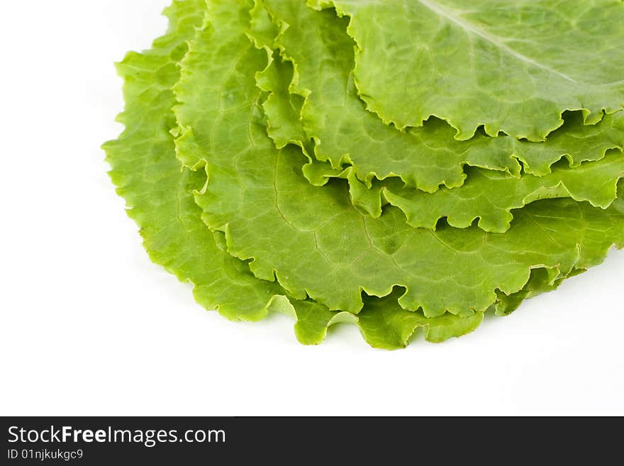 Green Leaves Of Lettuce