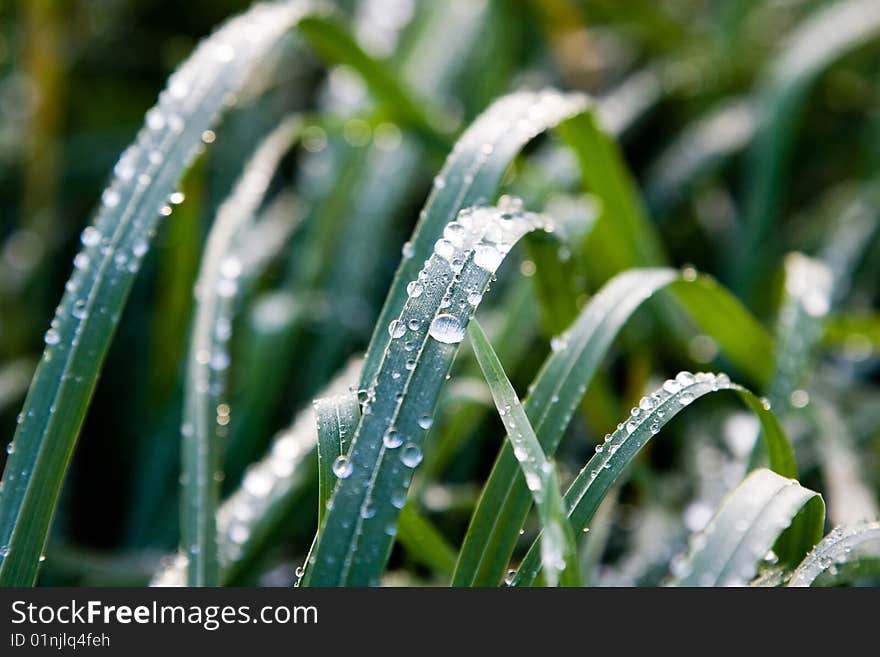 High green leaves of river grass wet with morning dew. High green leaves of river grass wet with morning dew