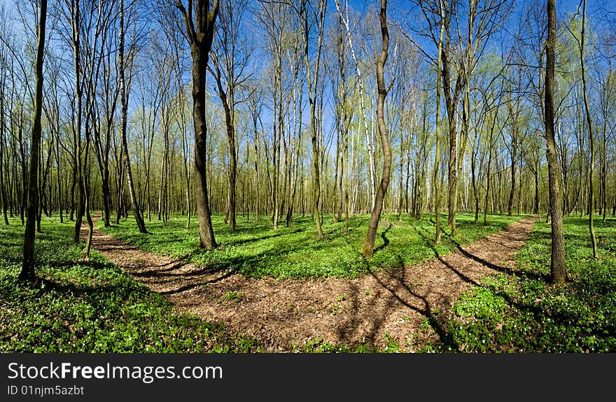 Narrow woodland road amongst the green trees