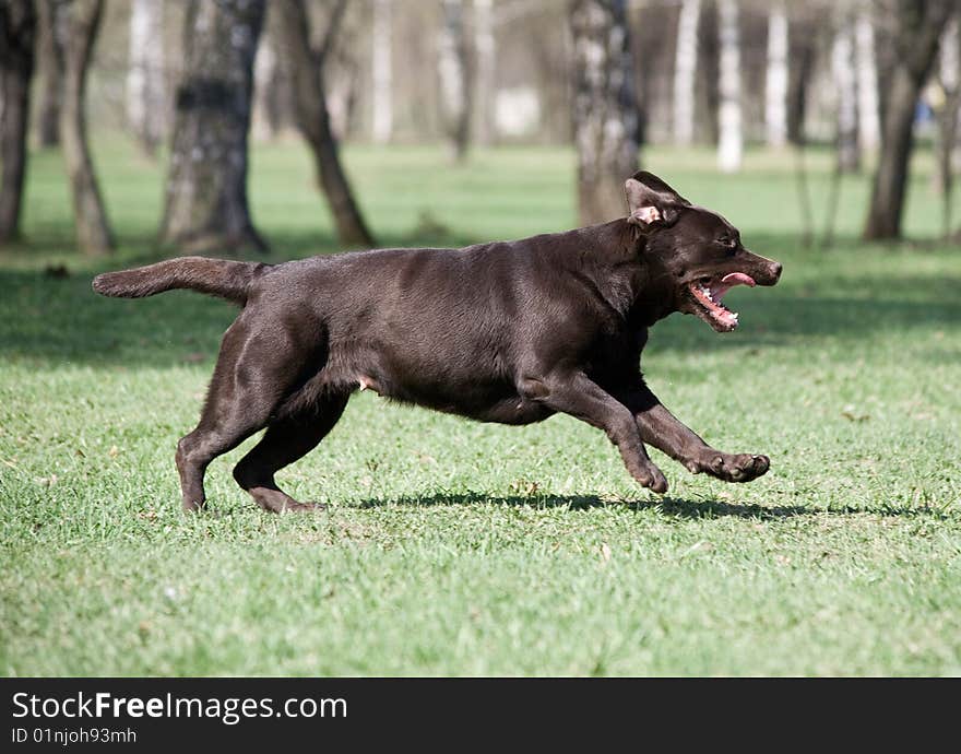 Brown labrador running on lawn. Brown labrador running on lawn