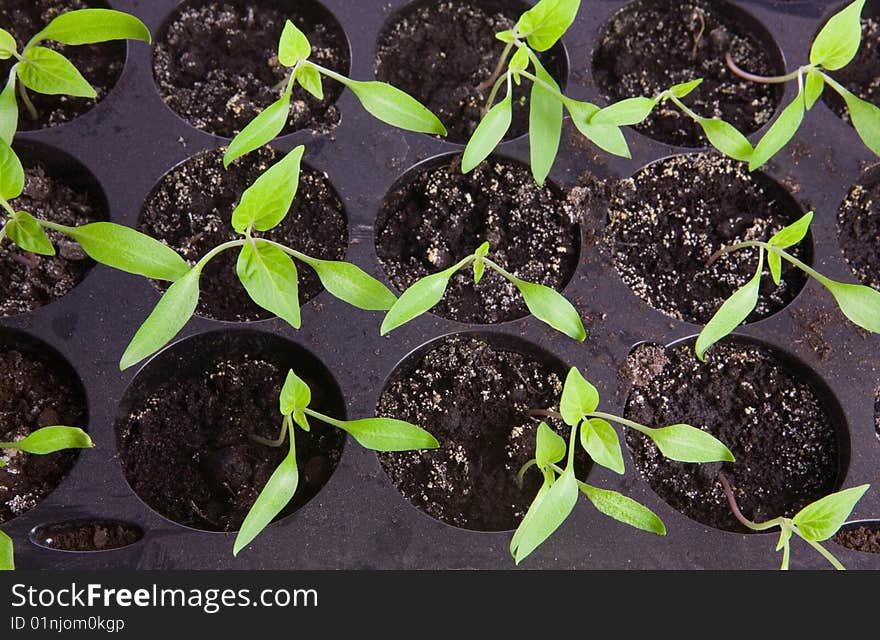 Pepper seedlings in small pots