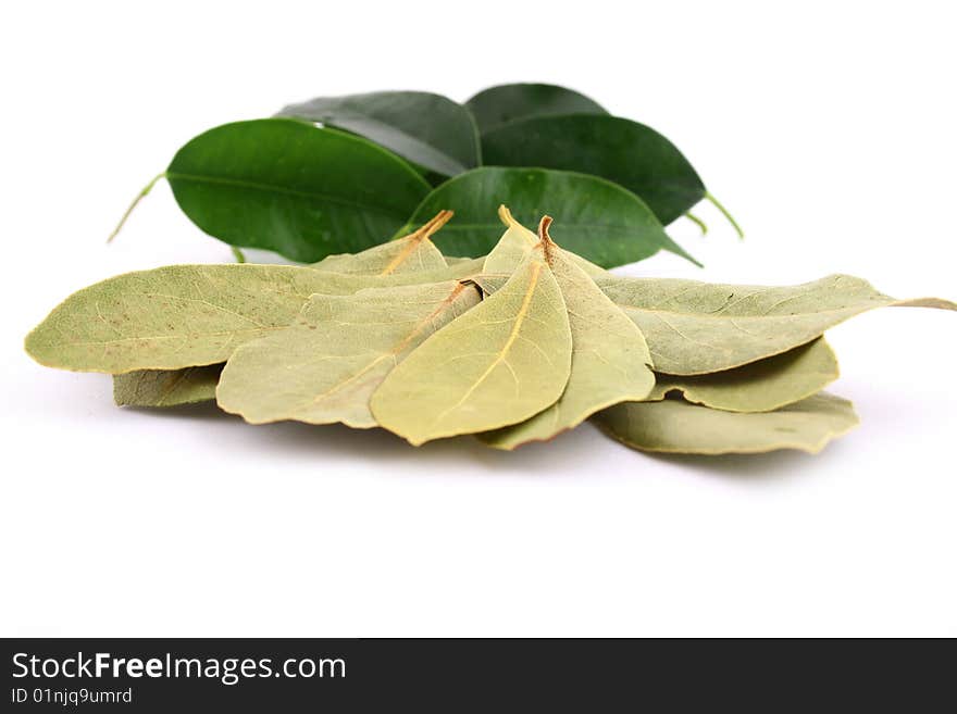 Lots of bay leaves on white background. Lots of bay leaves on white background