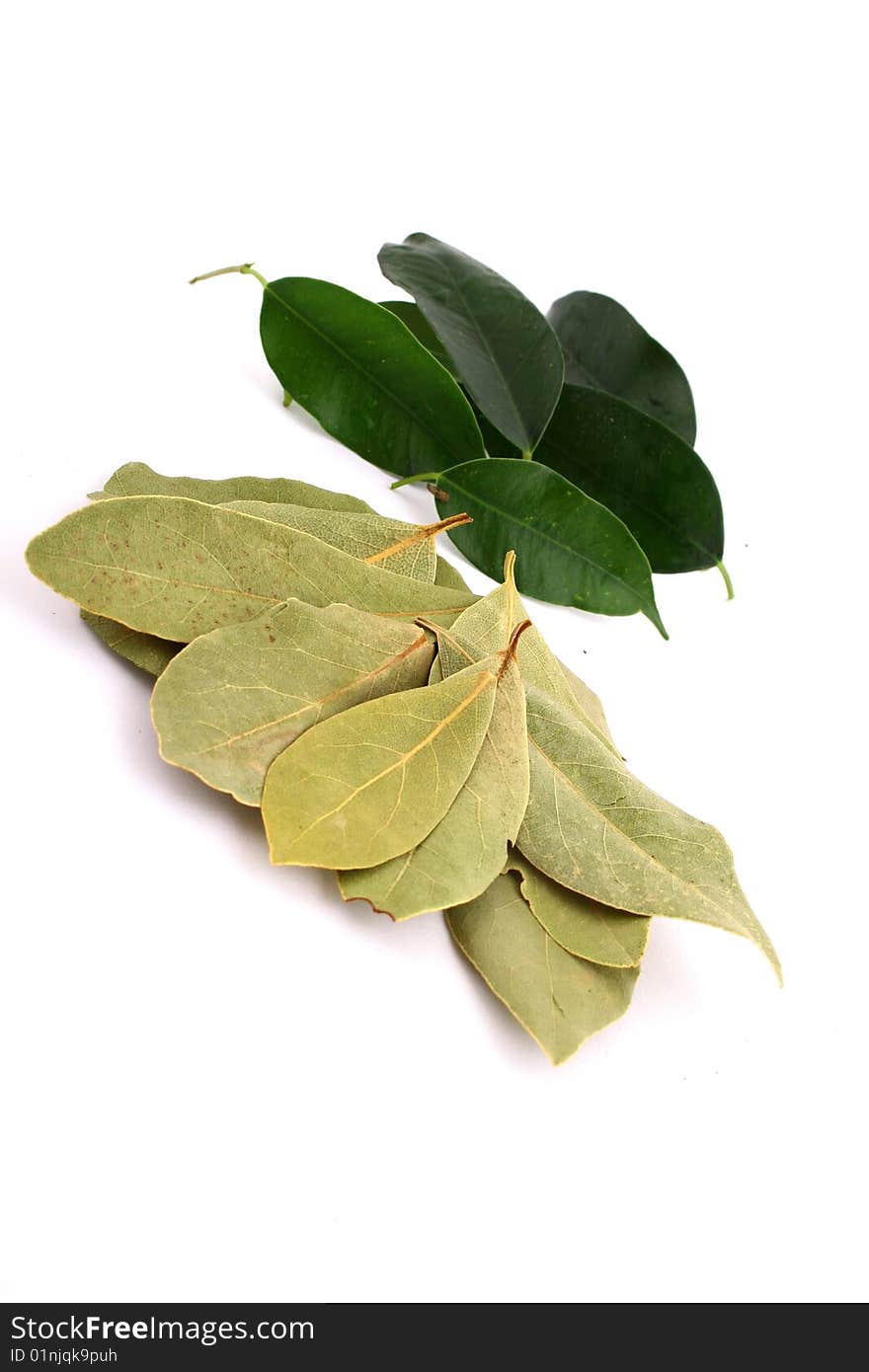 Lots of bay leaves on white background. Lots of bay leaves on white background