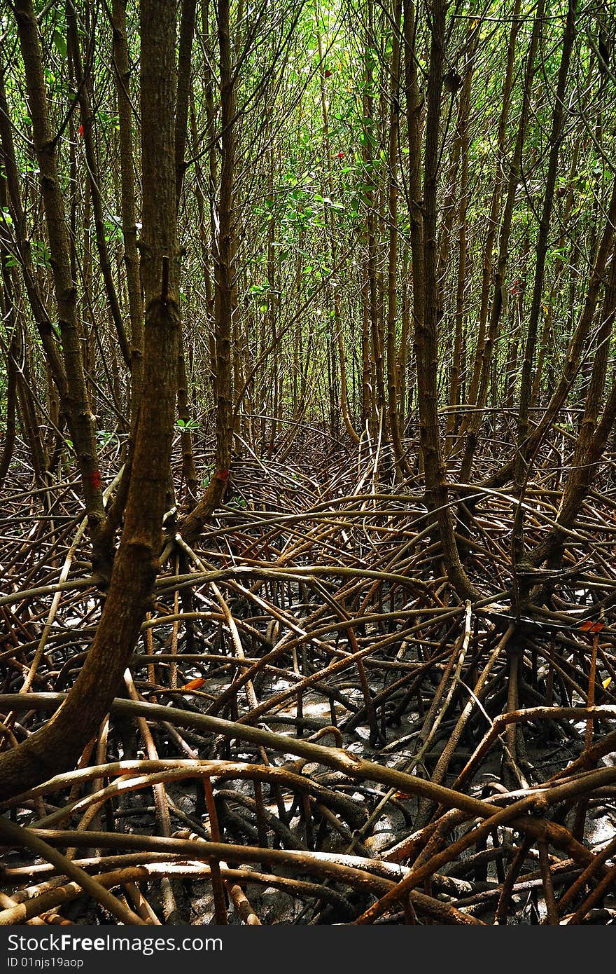 Mangrove forest