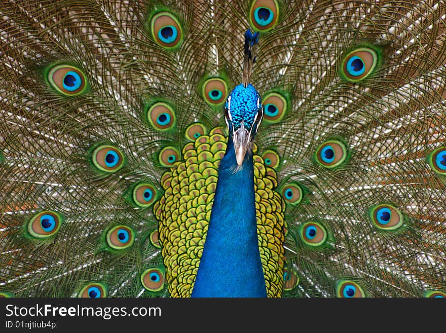 Peacock