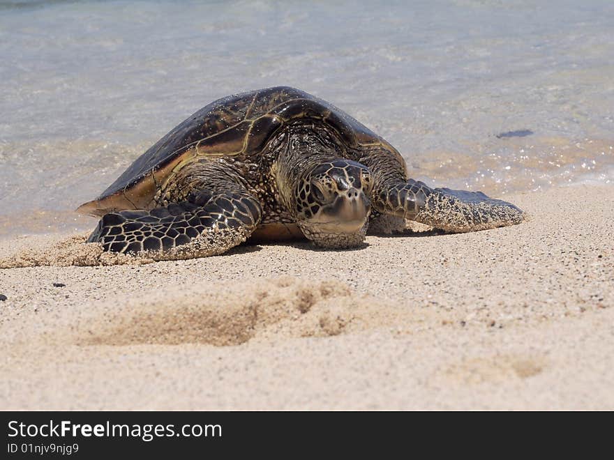 Close-up of a Hawaiian green sea turtle hanging out on the beach.