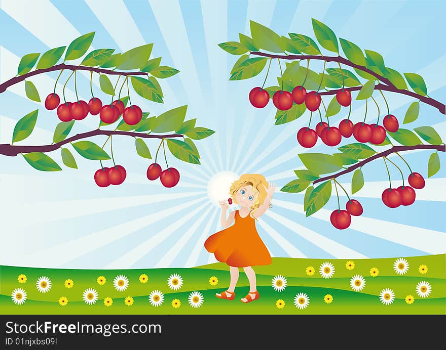 A little girl looks at ripe cherries