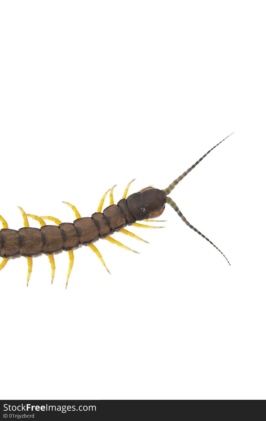 An isolated to white image of a Centipede. An isolated to white image of a Centipede