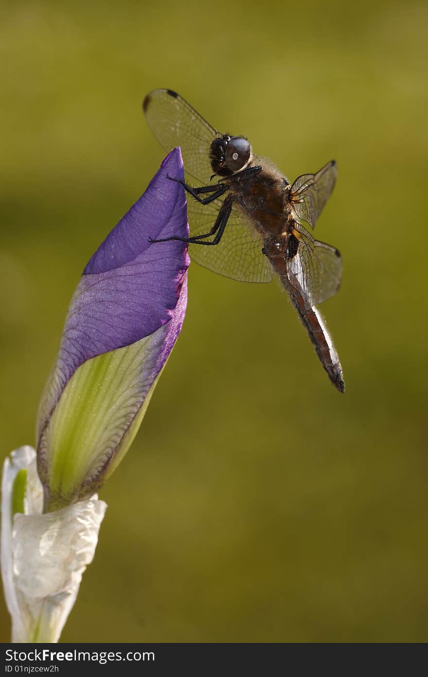 Violet Iris Flower with Dragonfly