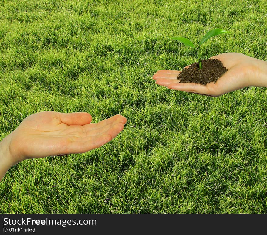 Green lawn and plant in hand. Green lawn and plant in hand