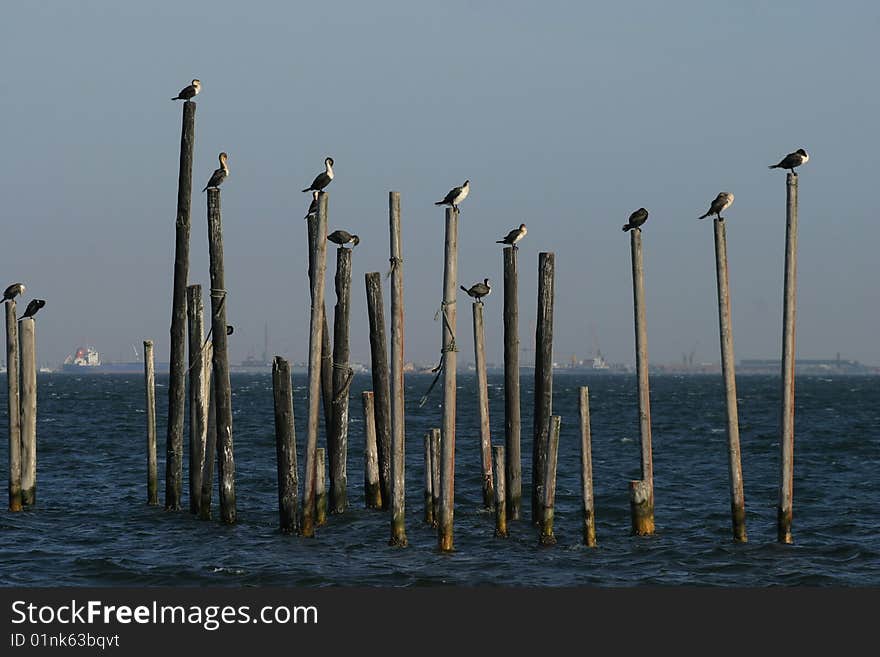 Birds rest place