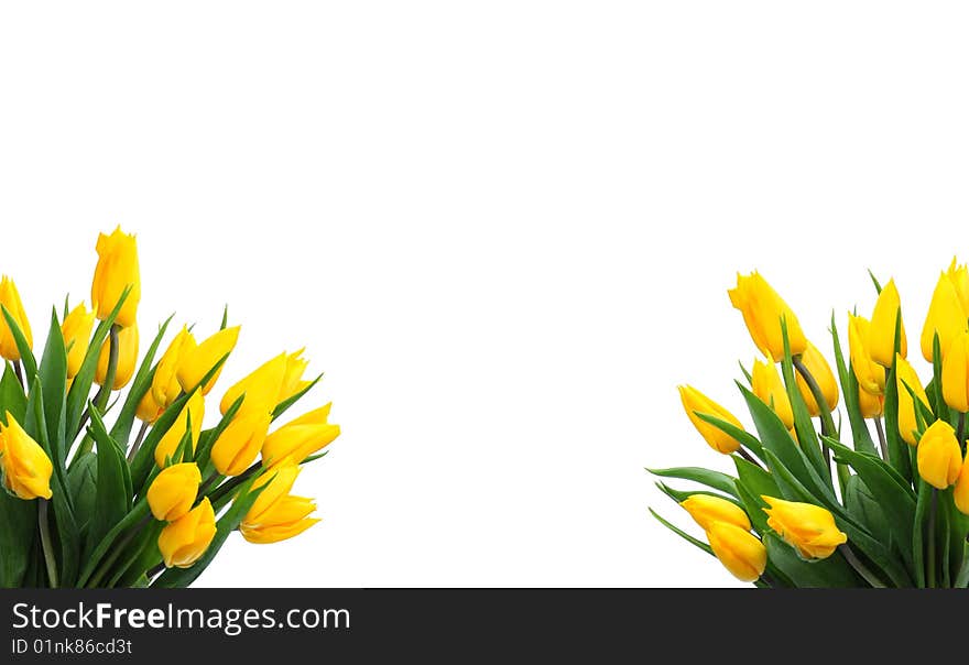 Shot of some pretty yellow tulips against white