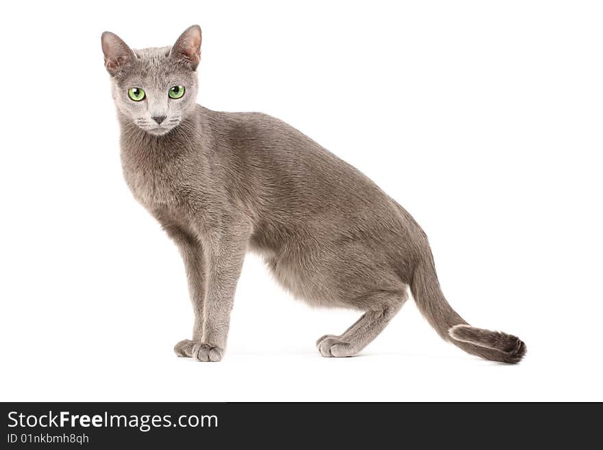 Portrait of a russian blue cat over white background