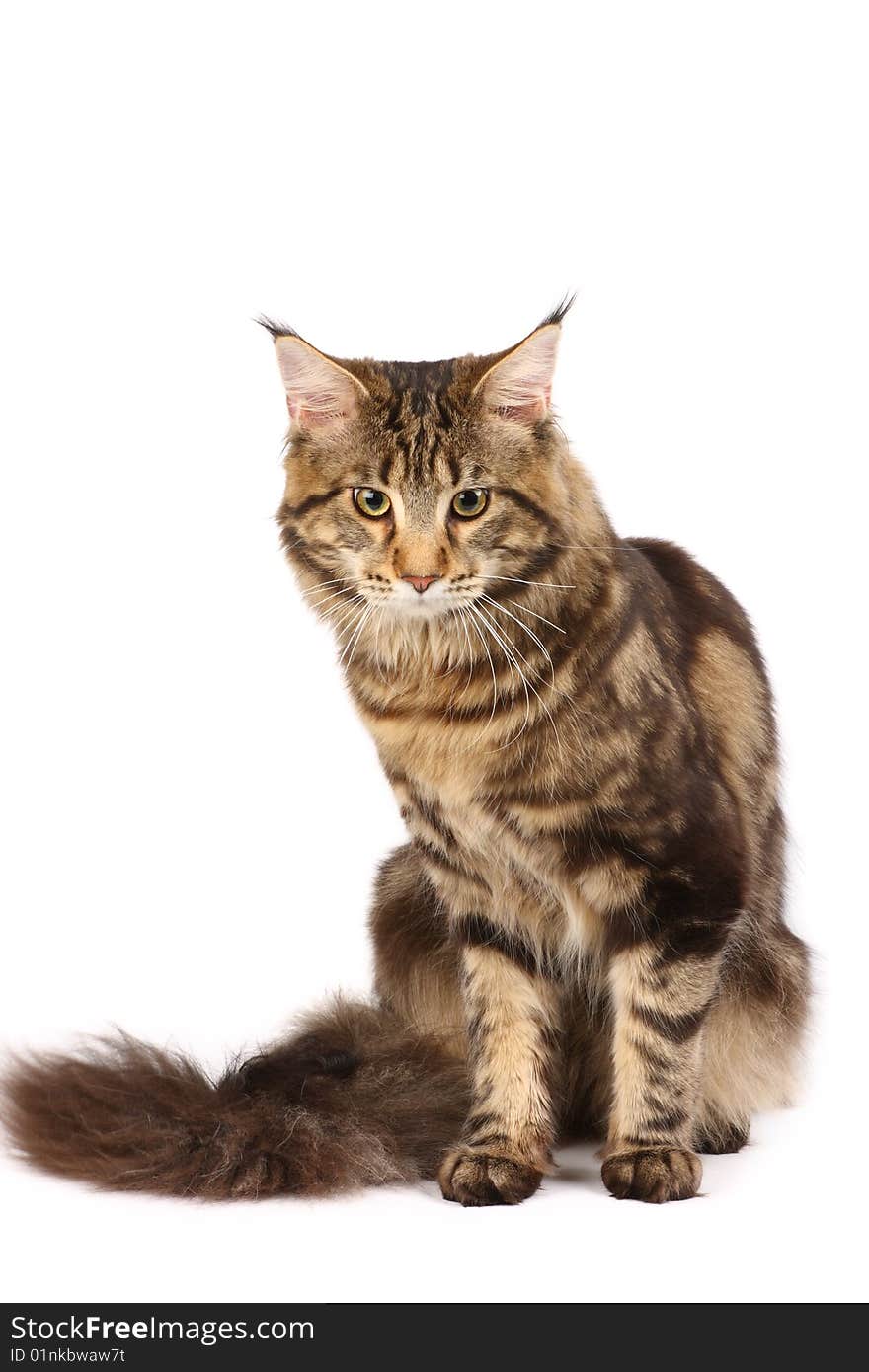 Maine-coon cat