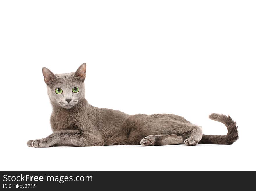 Portrait of a russian blue cat over white background