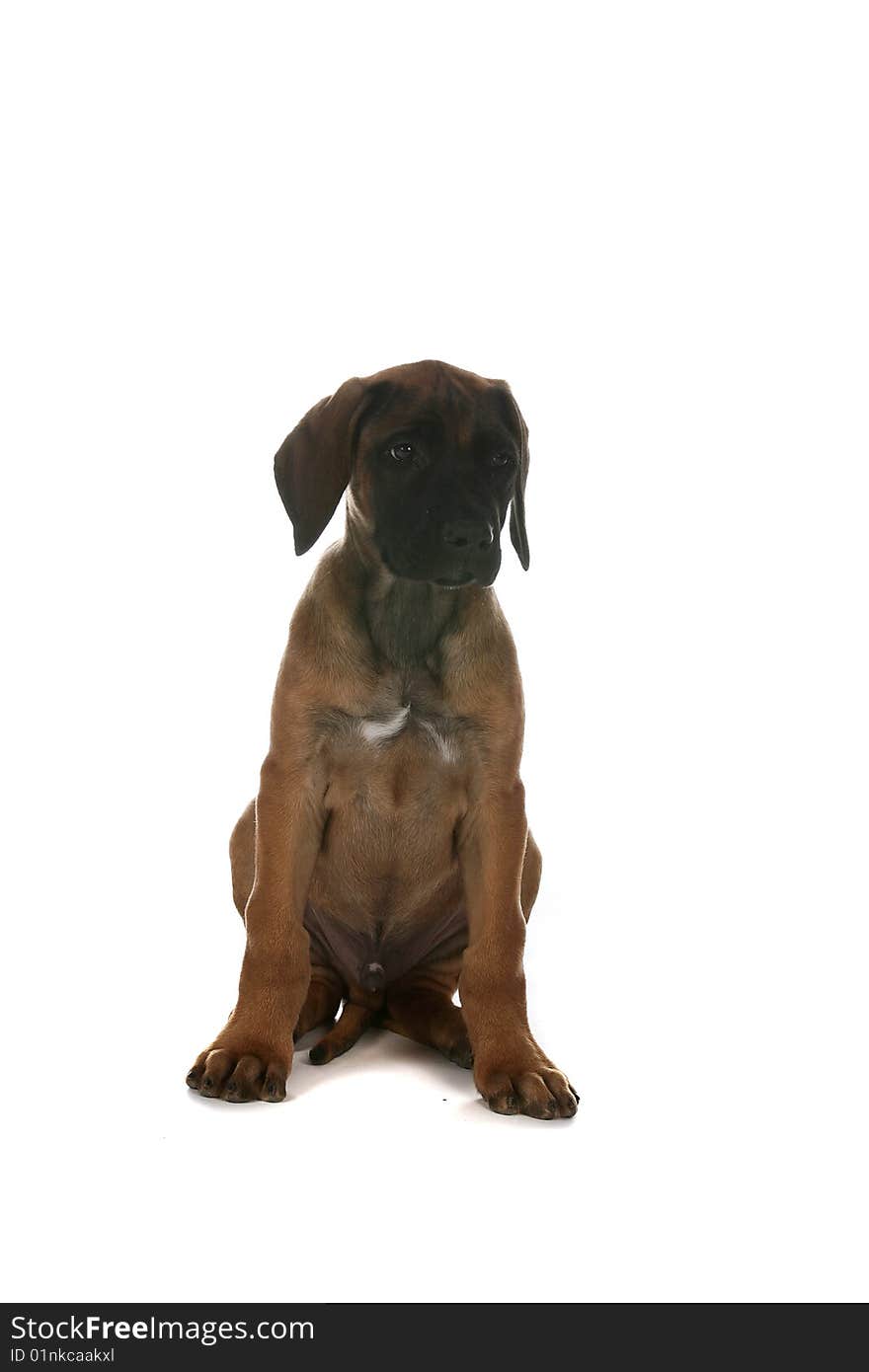 Brown puppy with black nose sitting on high key background. Brown puppy with black nose sitting on high key background