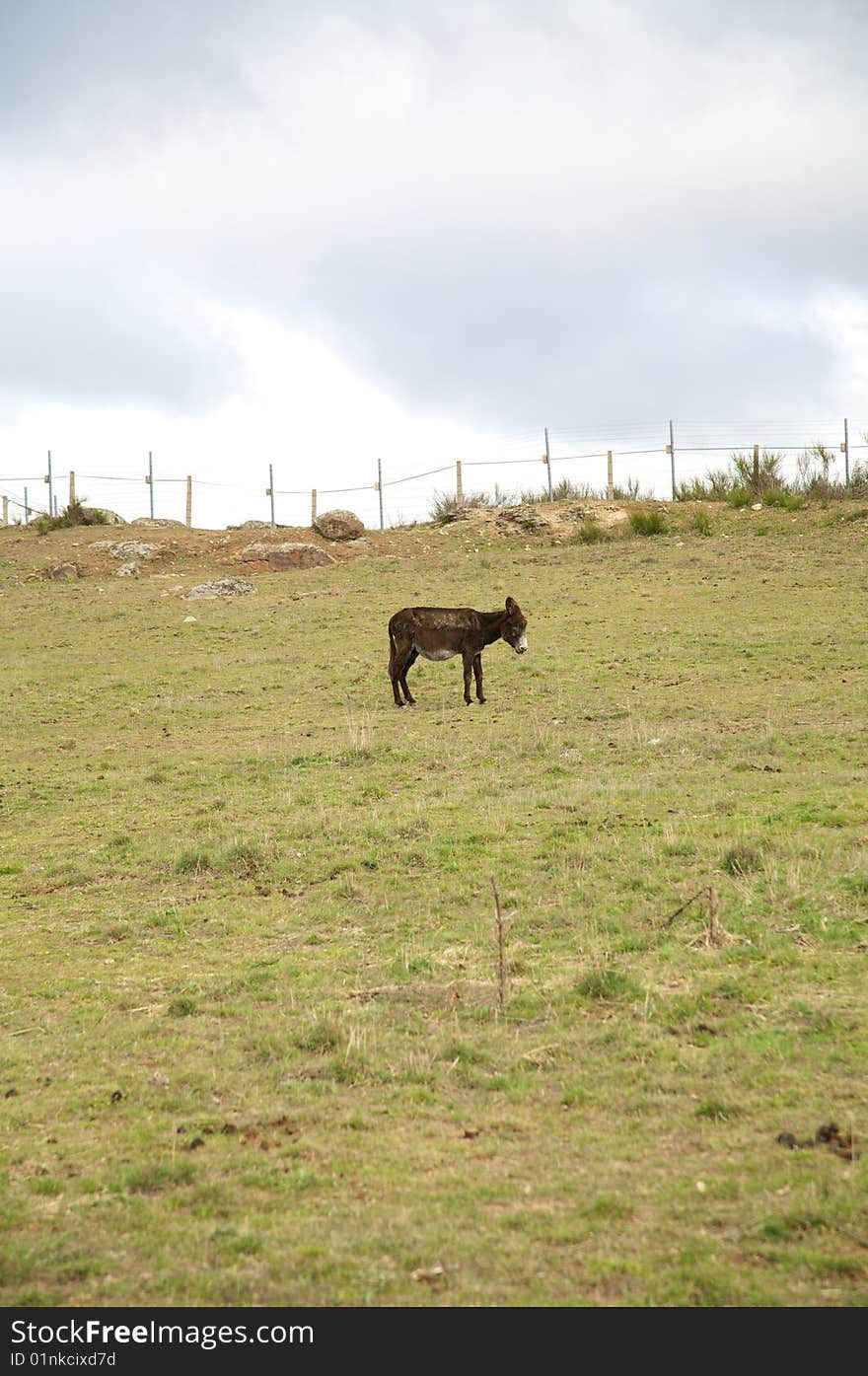 Lonely donkey