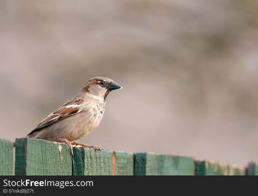 A House Sparrow perched on a timber fence.