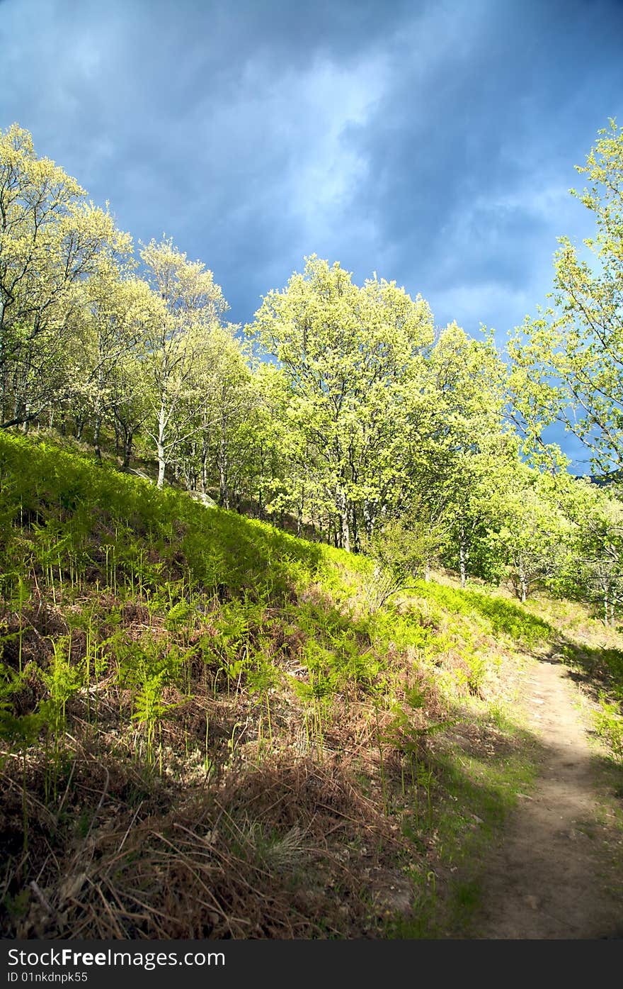 Multiple Colors Forest