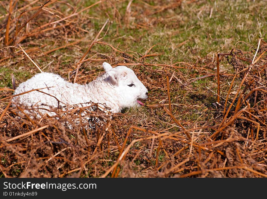 A newborn spring lamb resting on open moorland in the UK.