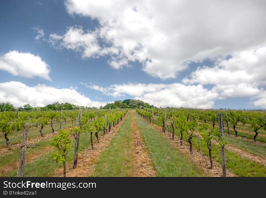 Rows of cultivated grape vines in a vineyard on a hill.