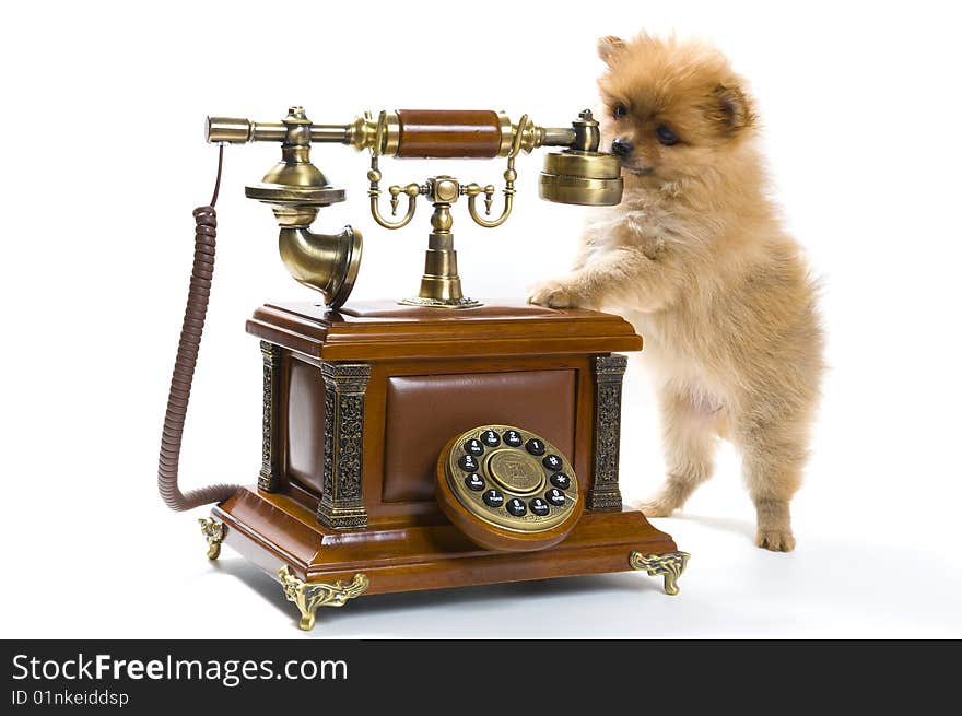 Puppy of a spitz-dog with phone