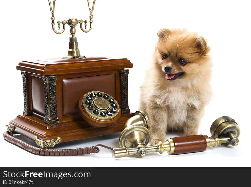 Puppy of a spitz-dog with phone