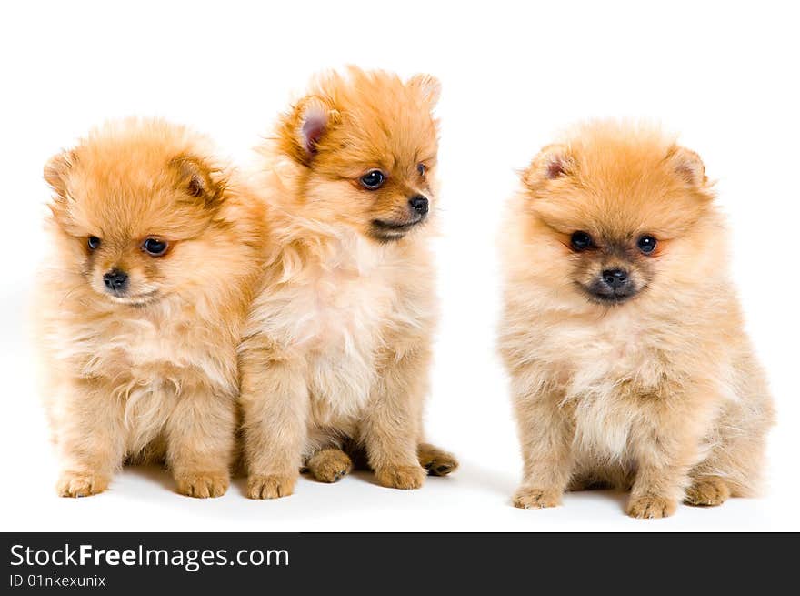 Three puppies of the spitz-dog in studio